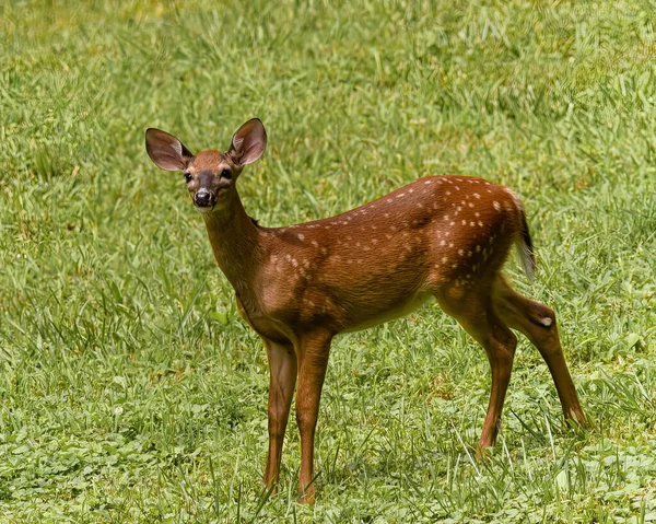 Closeup Beautiful Deer Pasturing Forest — Stock Photo, Image