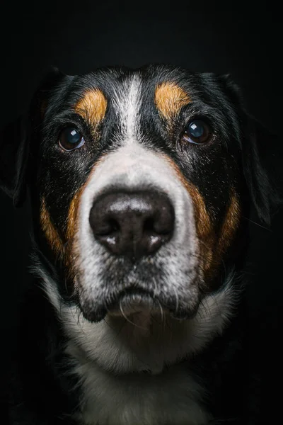 Siyah Arka Planda Bir Sviçre Dağ Köpeğinin Portresi — Stok fotoğraf