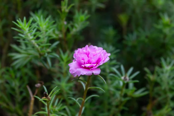 背景がぼやけている庭には美しい新鮮なピンクのバラのクローズアップショット — ストック写真
