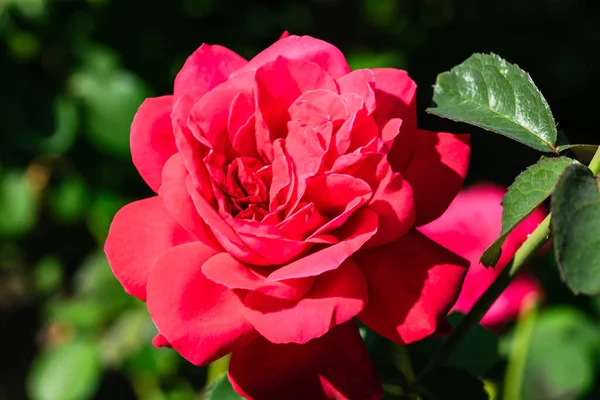 在花园里拍了一张明亮的粉红色玫瑰的特写照片 — 图库照片