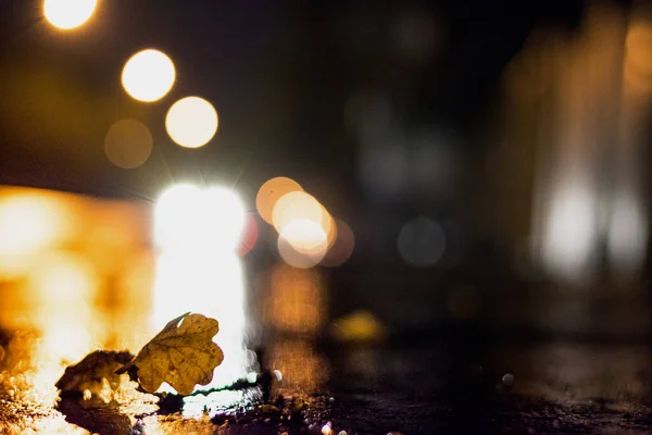 ぬれた地面に落ちた葉のクローズアップショット — ストック写真