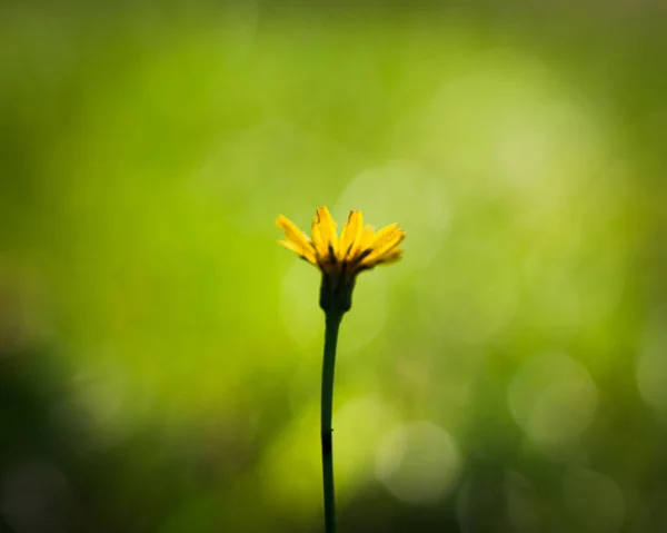 在朦胧的背景上的一朵黄色的小花的风景 — 图库照片