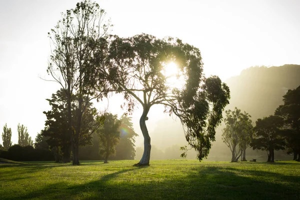 Een Park Met Een Groen Gazon Bomen Tijdens Heldere Zonsopgang — Stockfoto