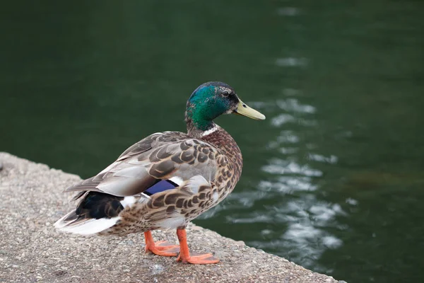 Una Vista Lateral Lindo Hermoso Pato Mallard Posado Suelo Hormigón —  Fotos de Stock