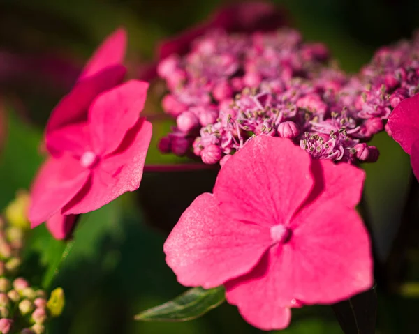 Beautiful Pink Fragrant Hydrangea Macrophylla Flowers Garden Sunlight — Stock Photo, Image