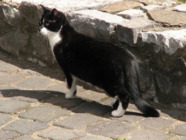 Över Vit Och Svart Katt Som Står Marken Nära Trottoaren — Stockfoto