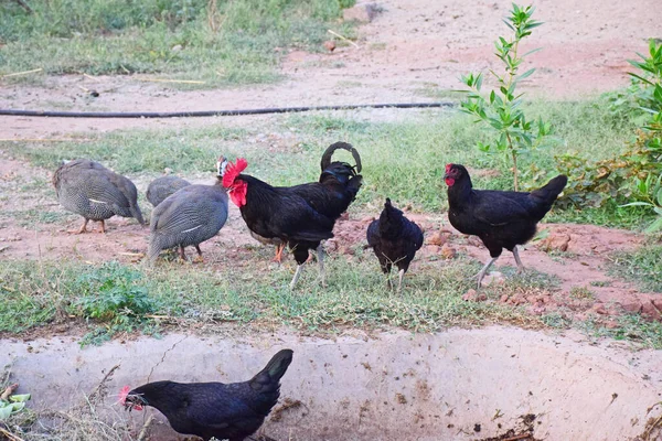 The chickens and small turkeys in the backyard