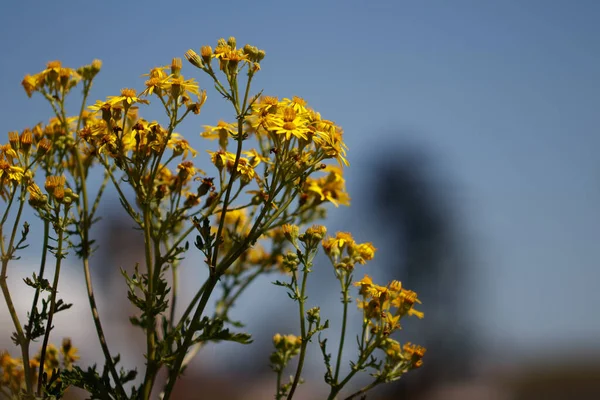 Μια Γραφική Θέα Του Κίτρινου Αγριογούρουνο Λουλούδια Ένα Θολό Φόντο — Φωτογραφία Αρχείου