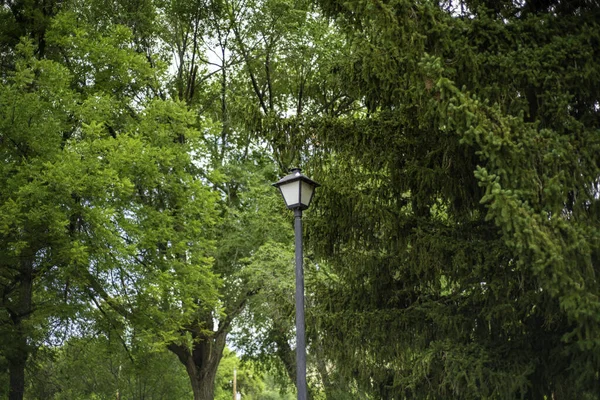 大きな緑の木の公園で街灯の低角度ショット — ストック写真