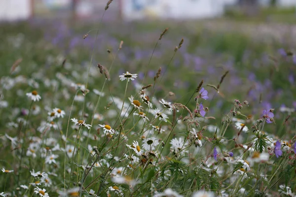 Eine Malerische Ansicht Von Gänseblümchen Blumen Auf Einem Feld Vor — Stockfoto