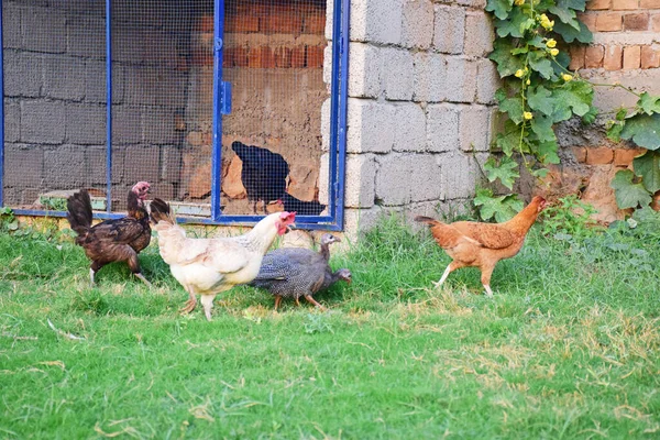 站在绿色草地上的小鸡 — 图库照片