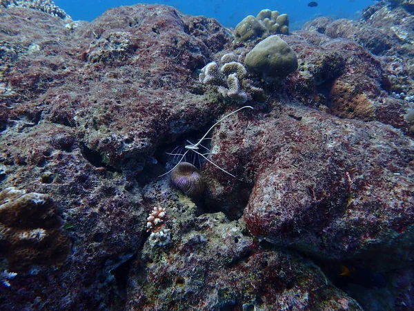 Vista Dei Coralli Sotto Oceano — Foto Stock