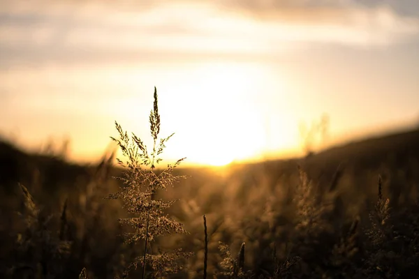 Gros Plan Plantes Sauvages Beau Coucher Soleil — Photo