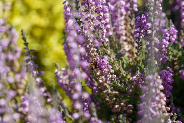 Una Selettiva Messa Fuoco Belle Piante Lavanda Vibranti Che Crescono — Foto Stock