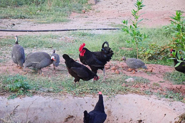 Κοτόπουλα Και Μικρές Γαλοπούλες Στην Πίσω Αυλή — Φωτογραφία Αρχείου