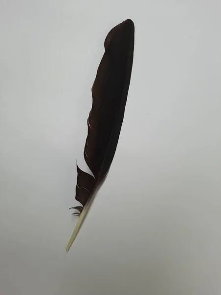 白い背景に孤立した黒いカラスの羽の一番上の景色 — ストック写真