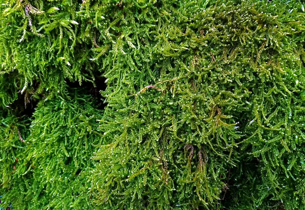 Une Vue Rapprochée Une Plante Mousse Vert Vif — Photo