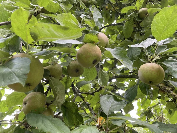 Närbild Läckra Äpplen Som Växer Ett Träd Omgivet Grönskande Grönska — Stockfoto