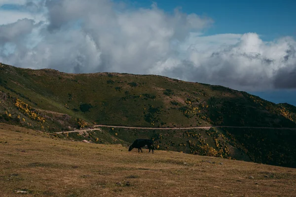 High Angle Shot Cow Grazing Mountains Cloudy Sky Background — Stock Photo, Image