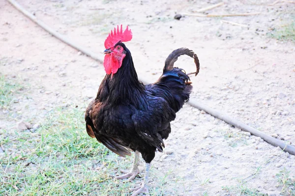 一只黑色的公鸡在院子里散步 — 图库照片