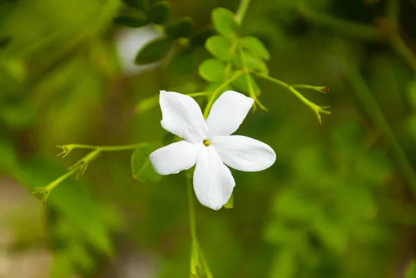 Drzewo Kawowe Kwitnie Białym Kolorem Kwiatu Bliska Widok Kawa Arabska — Zdjęcie stockowe