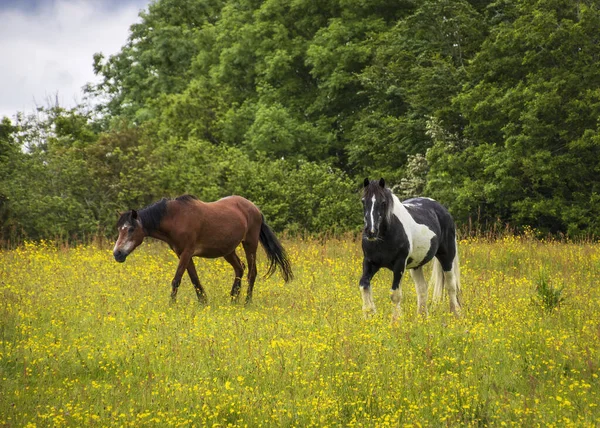 Zwei Pferde Spazieren Auf Der Weide — Stockfoto