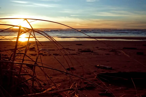 Gün Batımında Güneşin Altında Bulanık Bir Arka Planla Plaj Sazlıklarına — Stok fotoğraf
