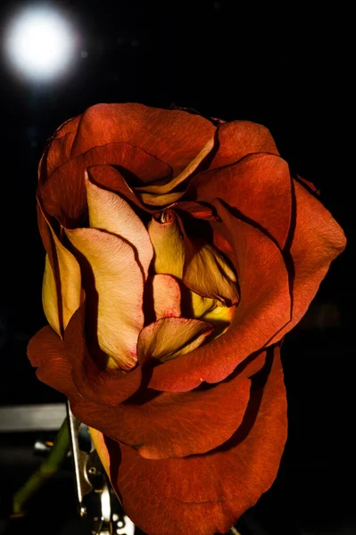 Close Uma Rosa Seca Fundo Preto Embaçado — Fotografia de Stock