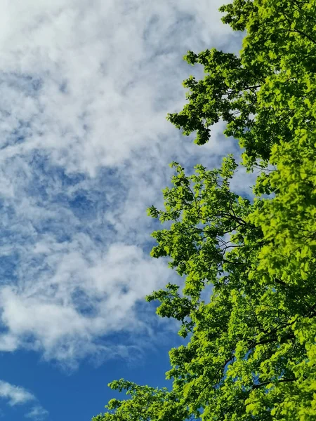 Вертикальный Выстрел Ветвей Плотными Листьями Против Облачного Неба — стоковое фото