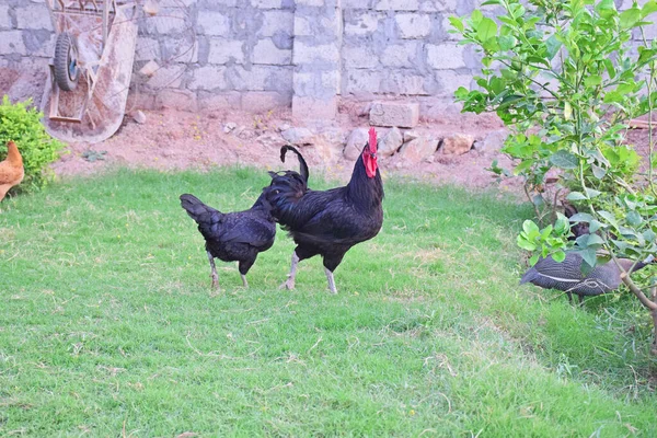 站在绿色草地上的小鸡 — 图库照片