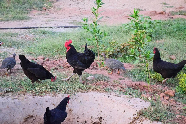 Chickens Standing Green Meadow — Stock Photo, Image