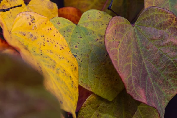 Primer Plano Hojas Coloridas Otoño — Foto de Stock