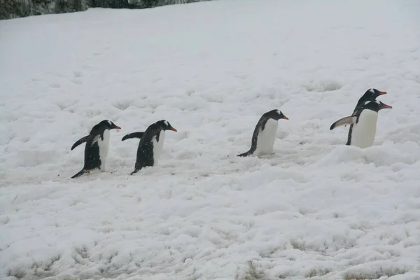 南極の雪に覆われた丘を歩くかわいいペンギンのグループ — ストック写真