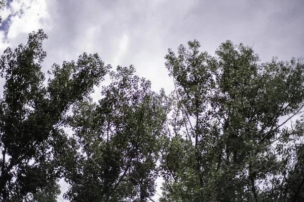 曇った空の下で木を育てる低角度のショット — ストック写真