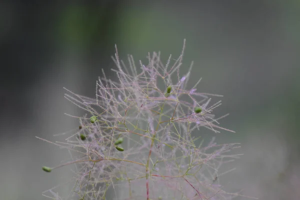 Uma Vista Panorâmica Uma Planta Com Folhas Afiadas Fundo Embaçado — Fotografia de Stock