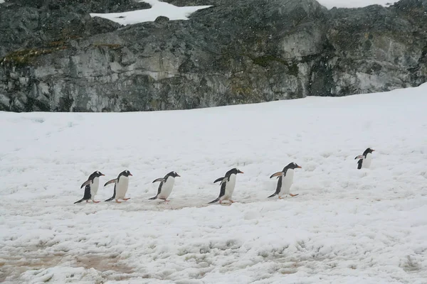 Eine Niedliche Pinguinfamilie Läuft Einem Verschneiten Wintertag Der Antarktis Durch — Stockfoto