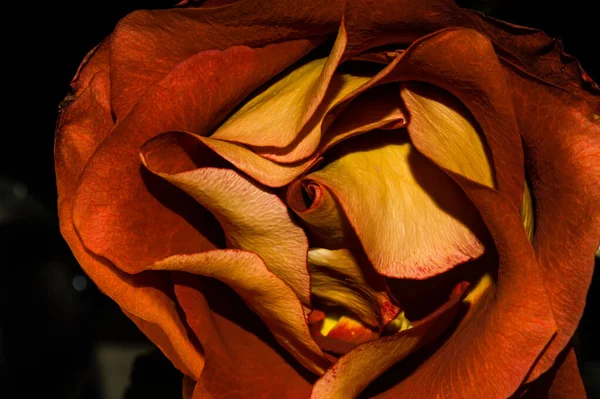 Nahaufnahme Einer Getrockneten Rose Auf Schwarzem Hintergrund — Stockfoto
