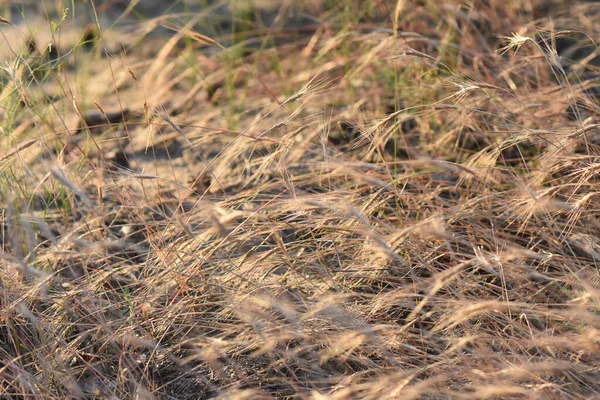 Ein Malerischer Blick Auf Ein Weizenfeld Einem Sonnigen Tag — Stockfoto