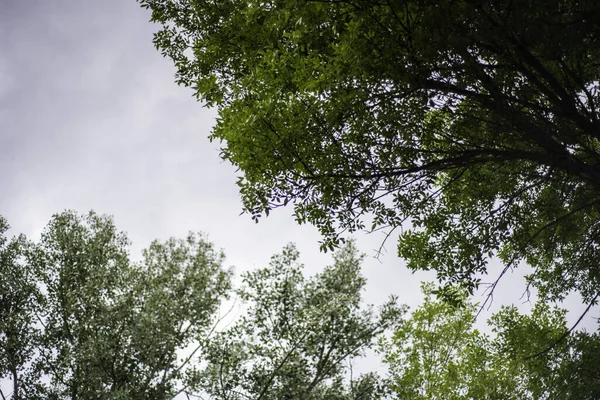 Plan Angle Bas Arbres Croissance Sous Ciel Nuageux — Photo