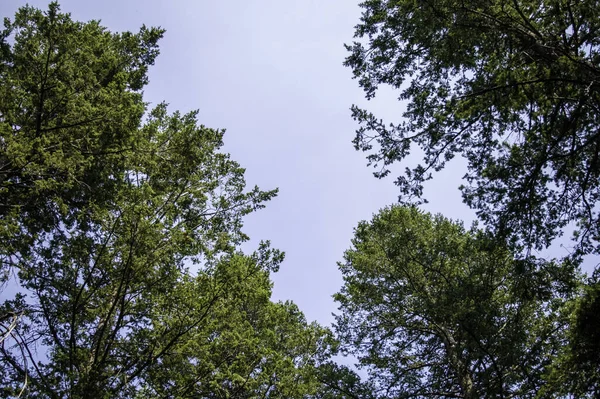 Een Lage Hoek Shot Van Groeiende Bomen Het Bos — Stockfoto