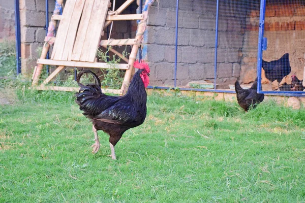 Die Hühner Auf Der Grünen Wiese — Stockfoto