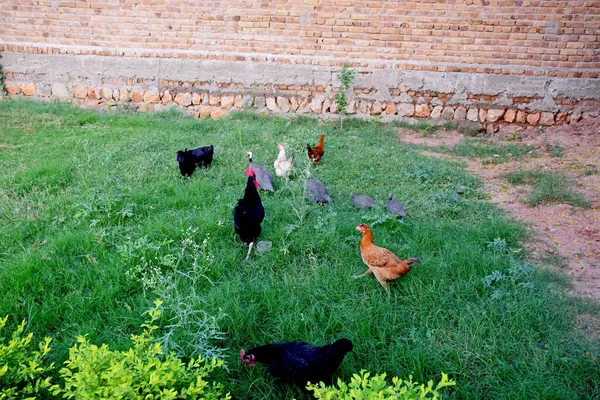 Цыплята Стоят Зеленом Лугу — стоковое фото