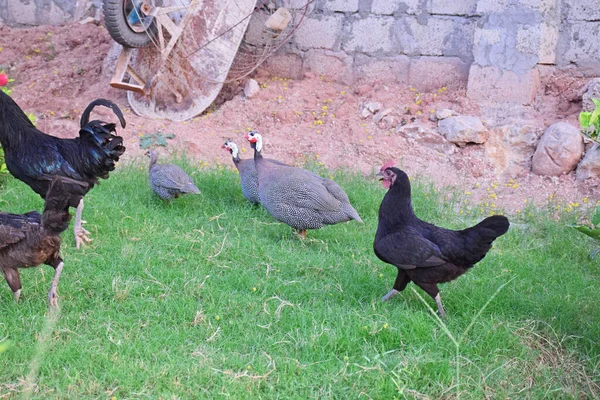 The chickens and small turkeys in the backyard