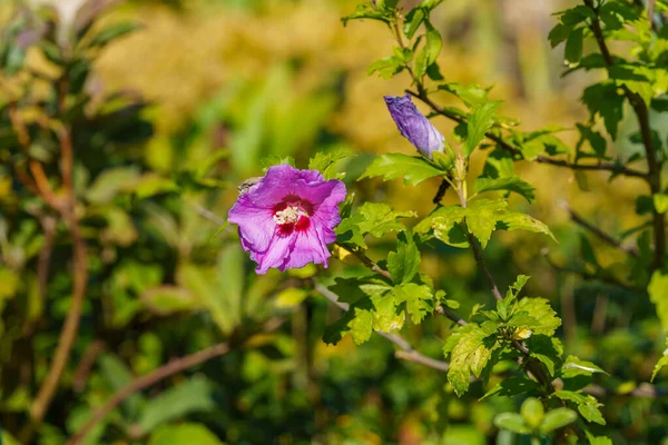 Primer Plano Una Hermosa Flor Púrpura Creciendo Jardín Soleado Rodeado — Foto de Stock