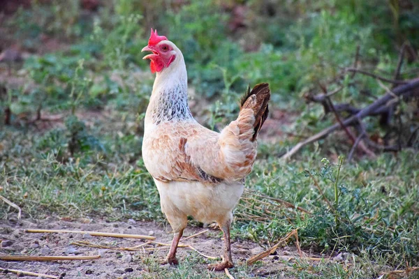 Uma Galinha Andando Quintal — Fotografia de Stock