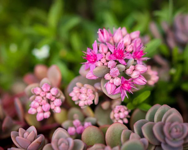 Una Vista Panorámica Una Brillante Flor Piedra Que Habita Acantilados — Foto de Stock