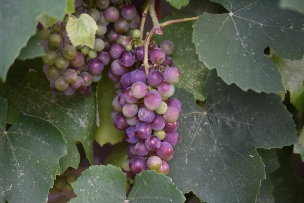 Close Deliciosas Uvas Roxas Crescendo Jardim Cercado Por Grandes Folhas — Fotografia de Stock