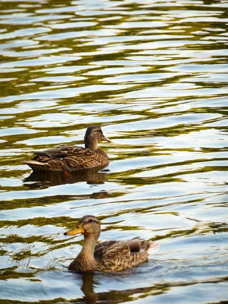 Vertical Shot Two Cute Brown Ducks Swimming Late Sunny Day — Stock Photo, Image