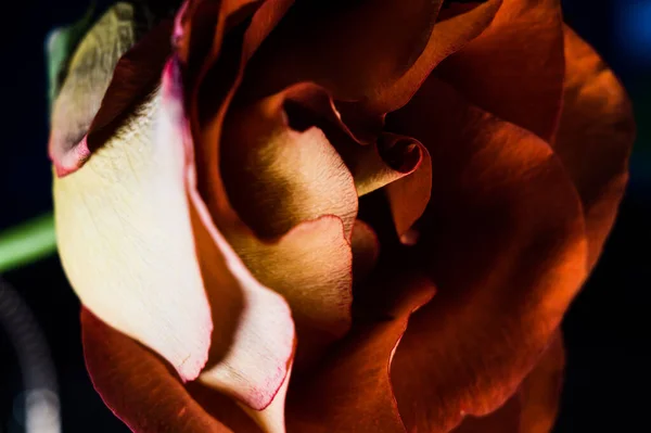 黒い背景に干上がったバラのクローズアップ — ストック写真