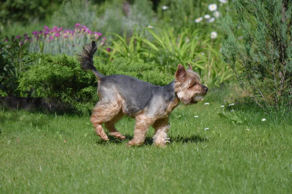 Una Vista Panorámica Terrier Sedoso Jardín — Foto de Stock